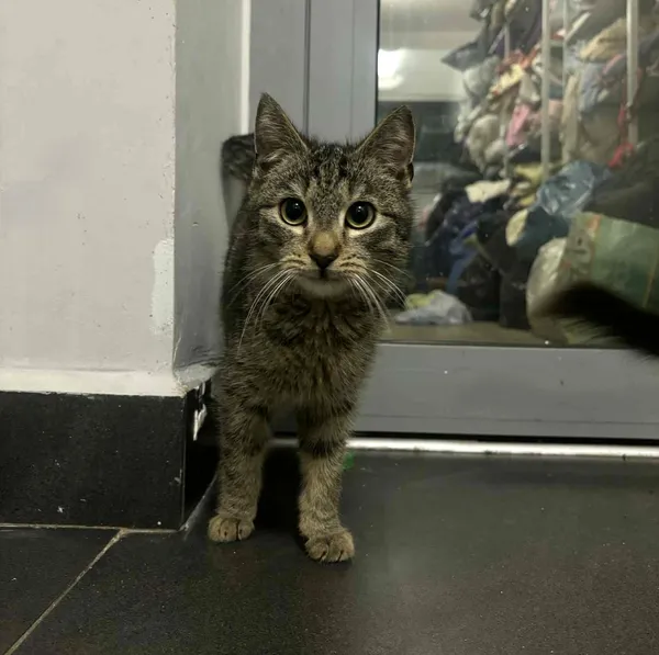 Kot do adopcji, Olsztyn, 10 grudnia 2025 (2/3)