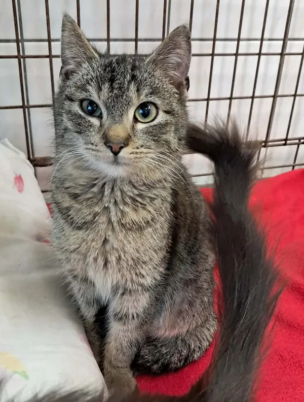 Kot do adopcji, Olsztyn, 10 grudnia 2025 (3/3)