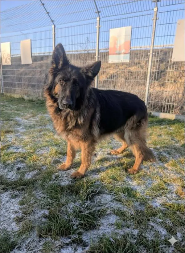 Znaleziono psa, Grudziądz, 29 grudnia 2025