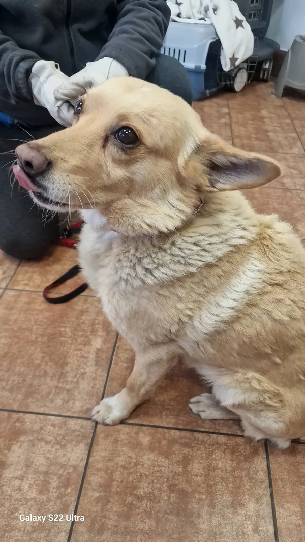 Znaleziono psa, Dobra, 27 grudnia 2025