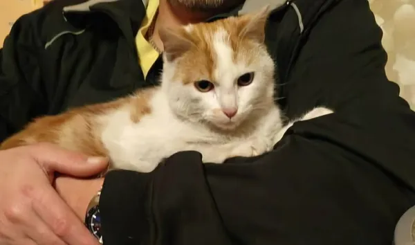 Zaginął kot, Konstantynów Łódzki, 29 grudnia 2025