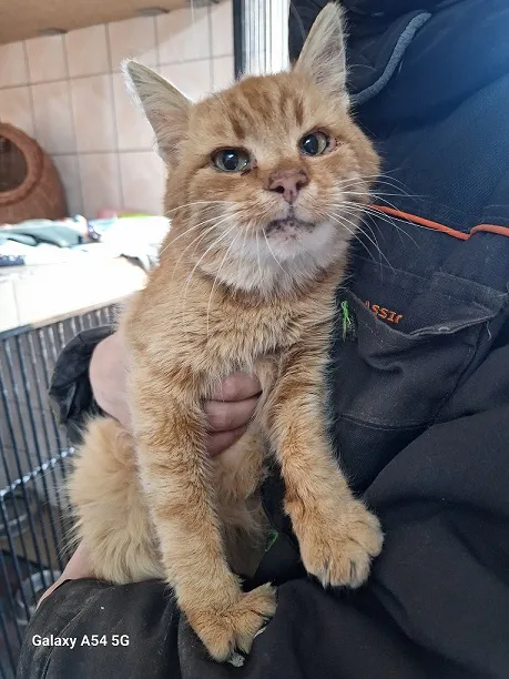 Kot do adopcji, Orzechowce, 27 grudnia 2025