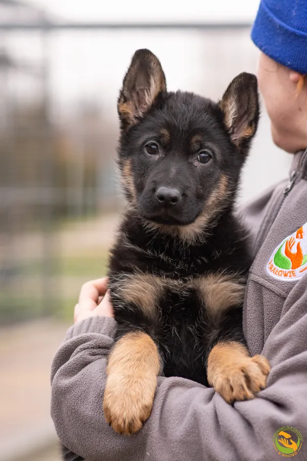 Znaleziono psa, Skałowo, 29 grudnia 2025