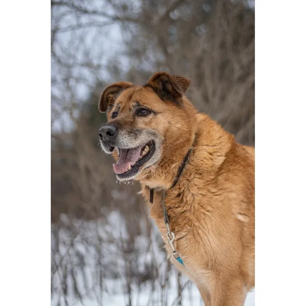 Znaleziono psa, Białystok, 11 grudnia 2025 (5/5)