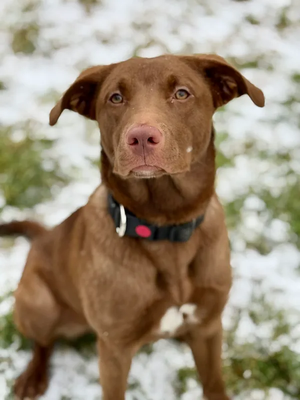 Pies do adopcji, Jelenia Góra, 22 grudnia 2025 (2/3)