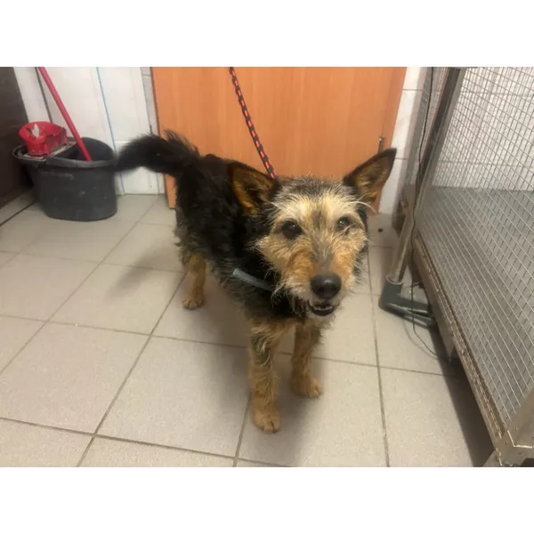 Znaleziono psa, Białystok, 28 grudnia 2025