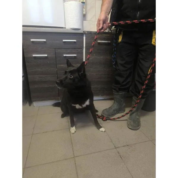 Znaleziono psa, Białystok, 5 grudnia 2025