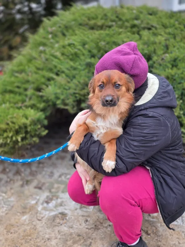 Pies do adopcji, Radom, 29 grudnia 2025 (2/4)