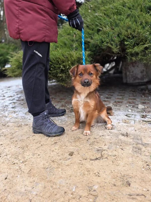 Pies do adopcji, Radom, 29 grudnia 2025 (4/4)