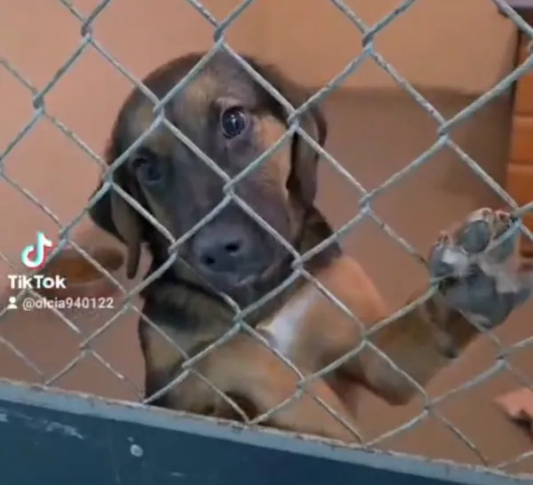 Pies do adopcji, Radom, 29 grudnia 2025