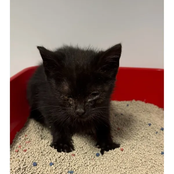 Znaleziono kota, Białystok, 19 listopada 2025