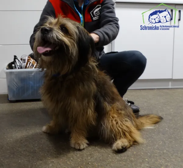 Znaleziono psa, Szczecin, 29 grudnia 2025