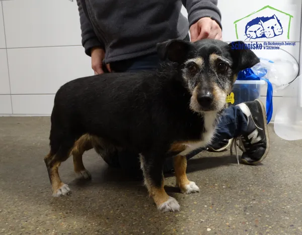 Znaleziono psa, Szczecin, 29 grudnia 2025