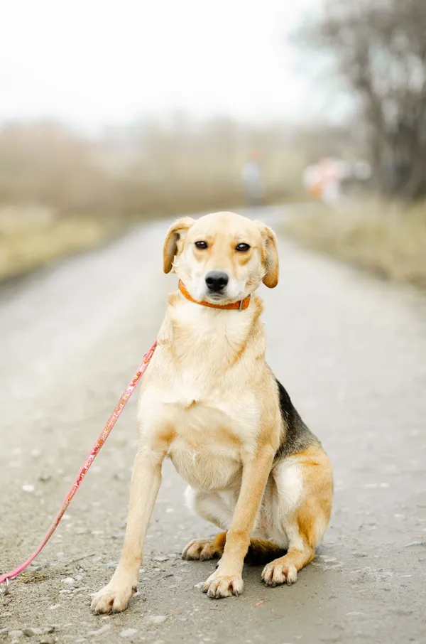 Oddam psa, Warszawa, Stary Żoliborz, 30 grudnia 2025 (2/4)