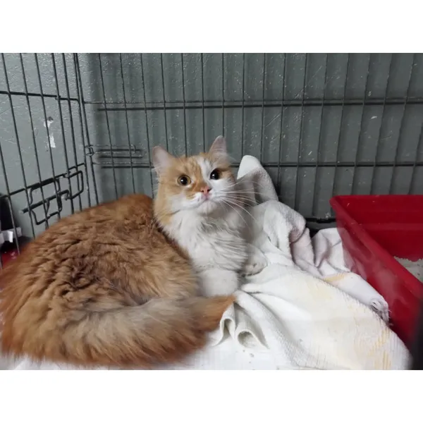 Znaleziono kota, Białystok, 4 października 2025