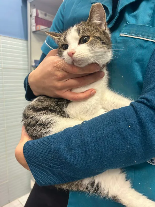 Kot do adopcji, Zgierz, 29 grudnia 2025 (3/5)