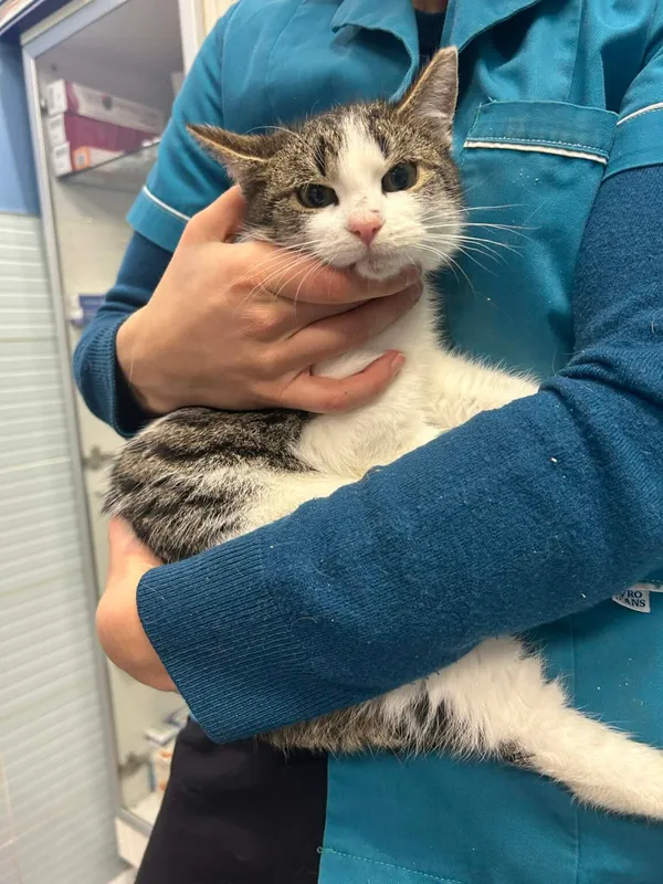 Kot do adopcji, Zgierz, 29 grudnia 2025 (4/5)