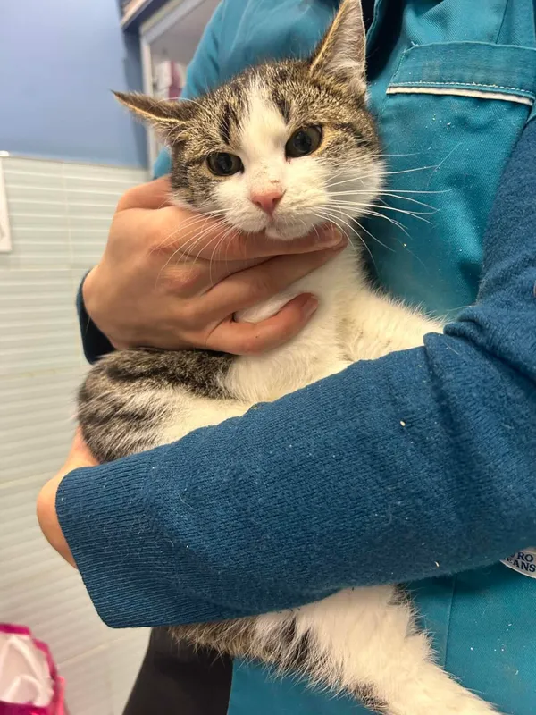 Kot do adopcji, Zgierz, 29 grudnia 2025 (5/5)