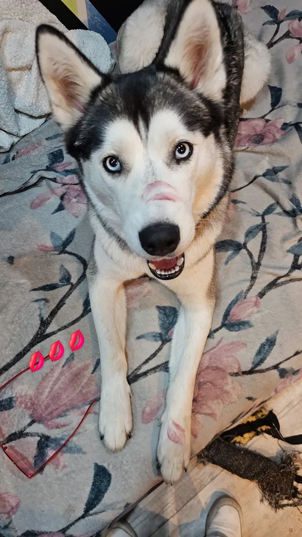 Zaginął pies, Łódź, 29 grudnia 2025