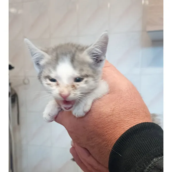 Znaleziono kota, Białystok, 19 października 2025