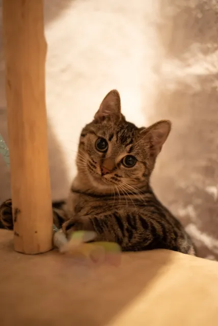 Kot do adopcji, Piła, 22 września 2025 (1/4)