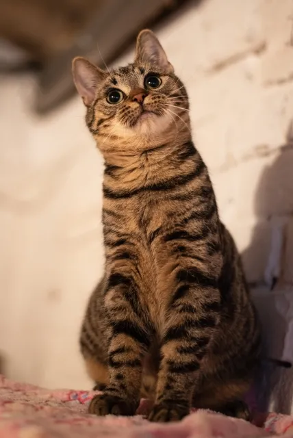 Kot do adopcji, Piła, 22 września 2025 (2/4)