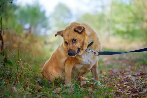 Pies do adopcji, Nowodwór, 28 grudnia 2025 (1/5)