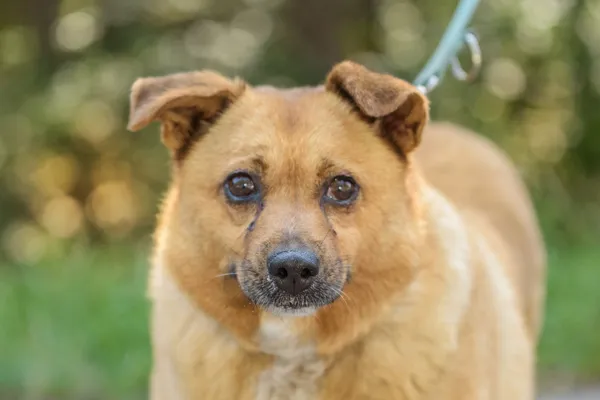 Pies do adopcji, Nowodwór, 28 grudnia 2025 (3/5)