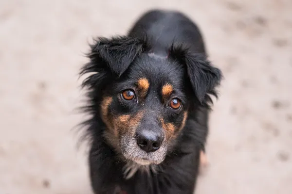 Pies do adopcji, Nowodwór, 28 grudnia 2025 (2/5)