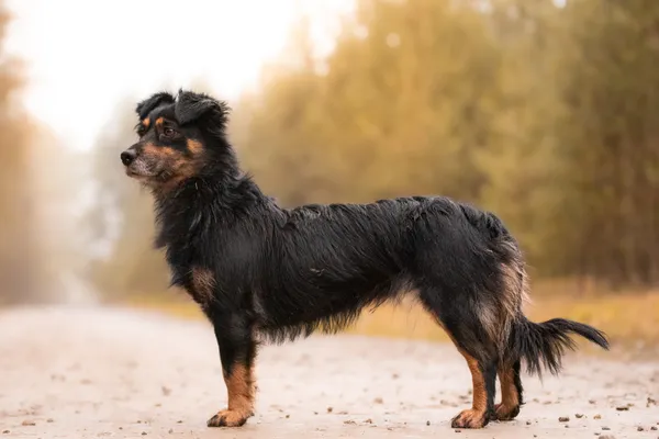 Pies do adopcji, Nowodwór, 28 grudnia 2025 (5/5)