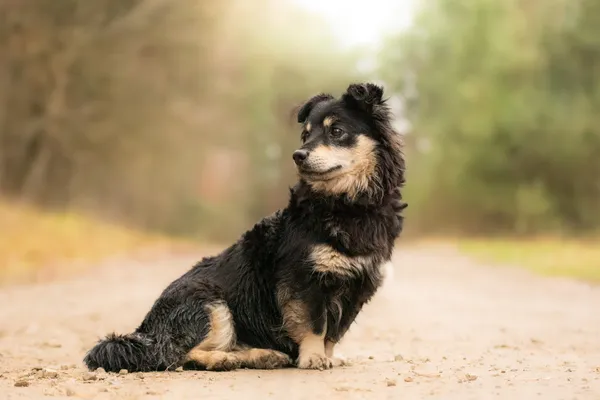 Pies do adopcji, Nowodwór, 28 grudnia 2025 (2/5)