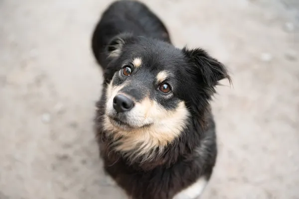 Pies do adopcji, Nowodwór, 28 grudnia 2025 (3/5)