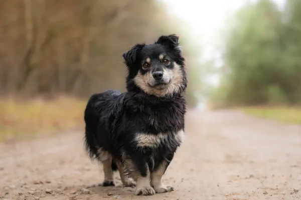 Pies do adopcji, Nowodwór, 28 grudnia 2025 (5/5)