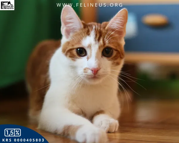 Kot do adopcji, Rzeszów, 30 grudnia 2025 (1/6)