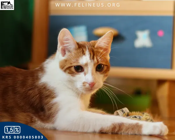 Kot do adopcji, Rzeszów, 30 grudnia 2025 (2/6)