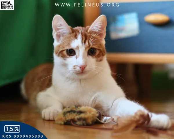 Kot do adopcji, Rzeszów, 30 grudnia 2025 (3/6)