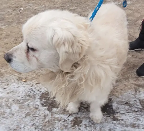 Znaleziono psa, Radom, 29 grudnia 2025