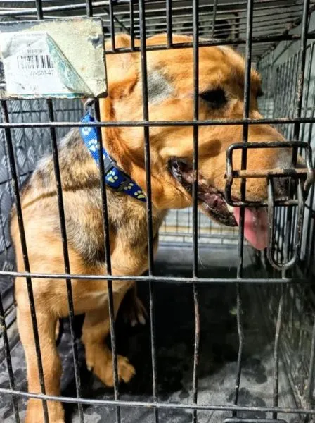 Znaleziono psa, Radom, 29 grudnia 2025