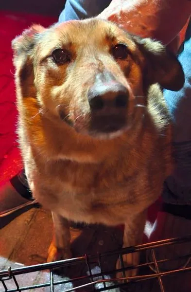 Znaleziono psa, Radom, 26 grudnia 2025