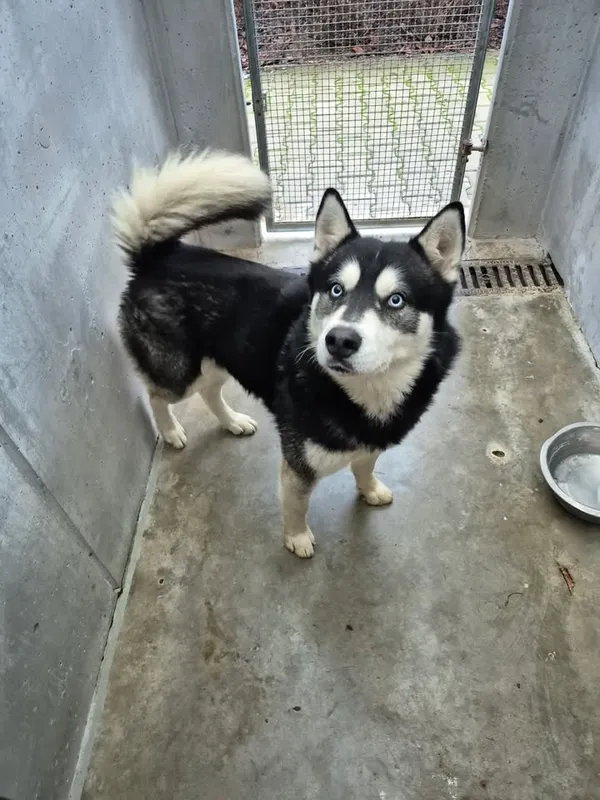 Znaleziono psa, Lublin, 24 grudnia 2025