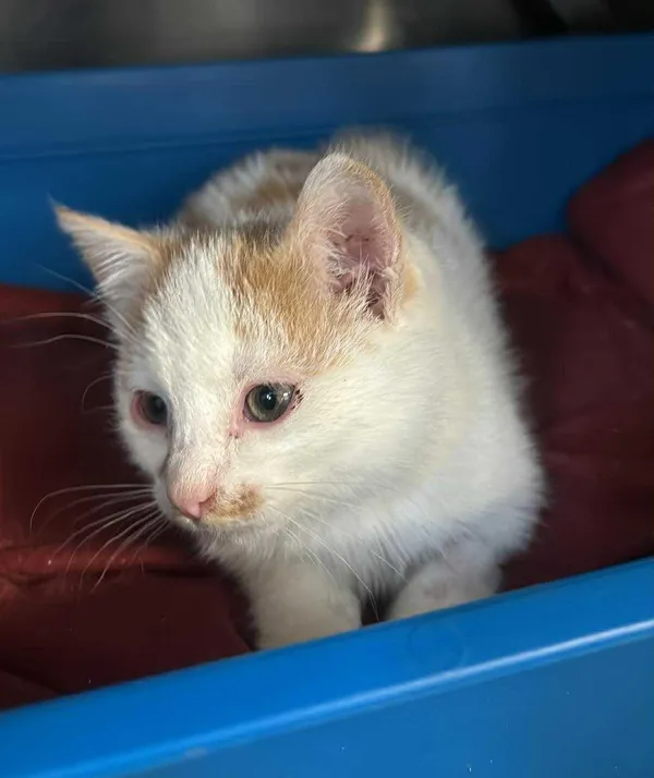 Znaleziono kota, Olsztyn, 23 grudnia 2025