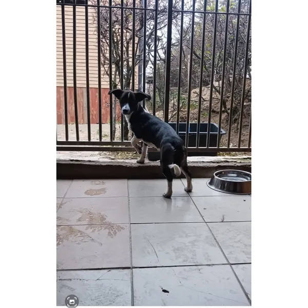 Znaleziono psa, Białystok, 14 listopada 2025