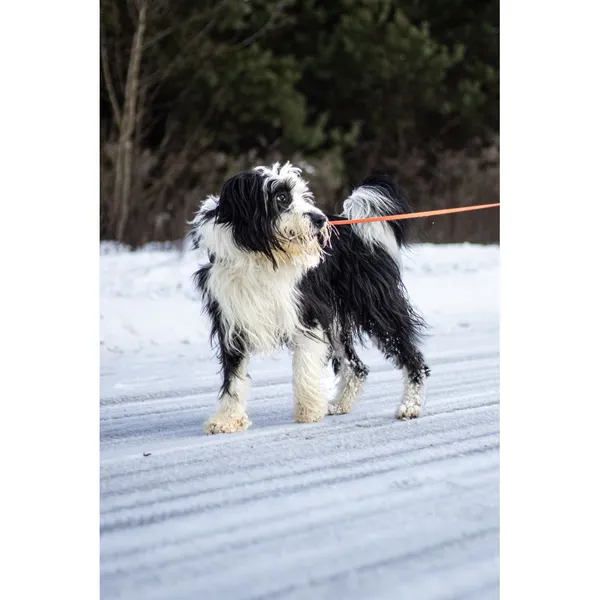 Znaleziono psa, Białystok, 3 grudnia 2025 (1/5)