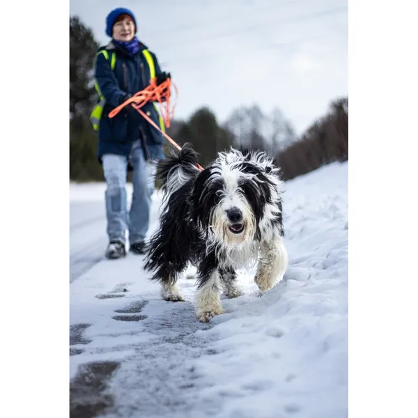 Znaleziono psa, Białystok, 3 grudnia 2025 (3/5)