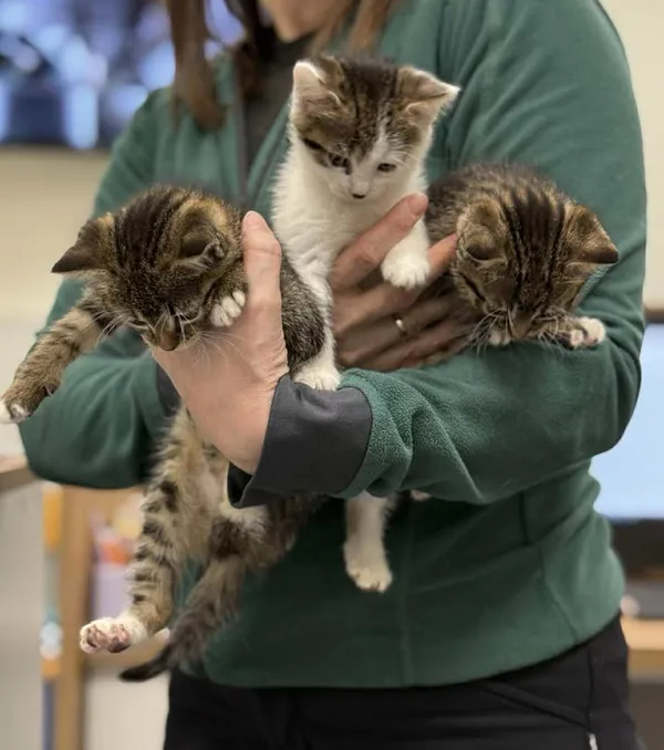 Znaleziono kota, Lublin, 24 grudnia 2025