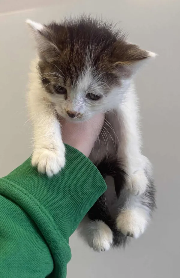 Znaleziono kota, Lublin, 24 grudnia 2025