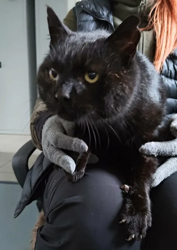 Znaleziono kota, Lublin, 27 grudnia 2025