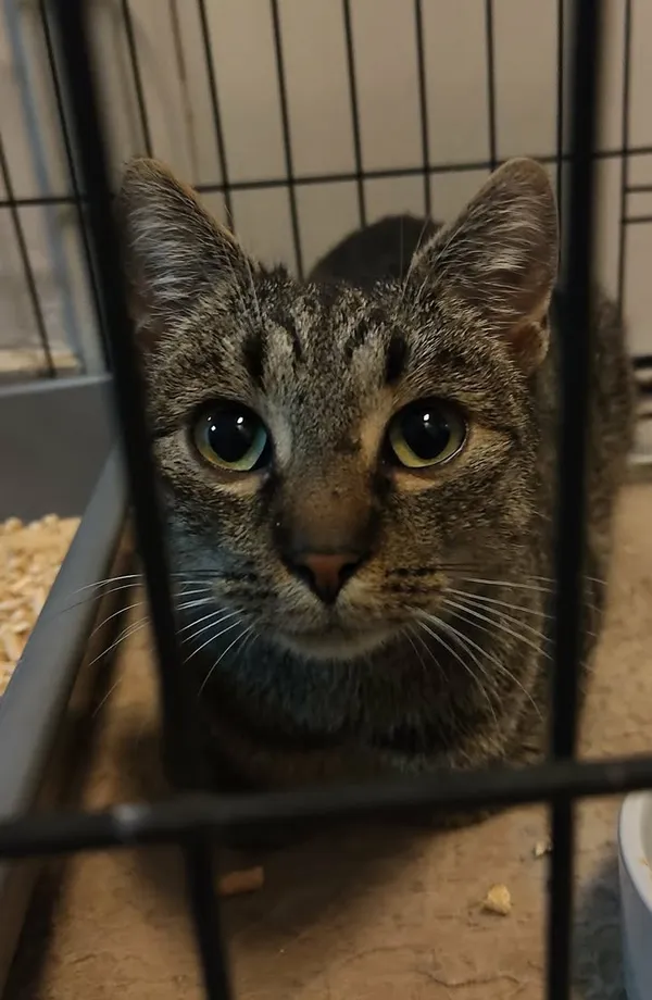 Znaleziono kota, Lublin, 27 grudnia 2025