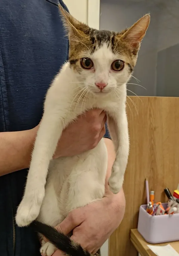 Znaleziono kota, Lublin, 29 grudnia 2025