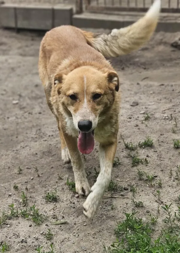 Pies do adopcji, Zgierz, 18 kwietnia 2025 (1/5)